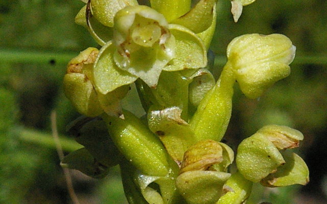 Grootbos endemic Pterygodium vermiferum